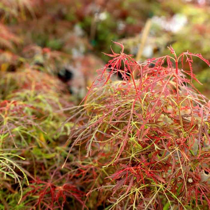 vibrant spring color of Baby Lace Japanese Maple