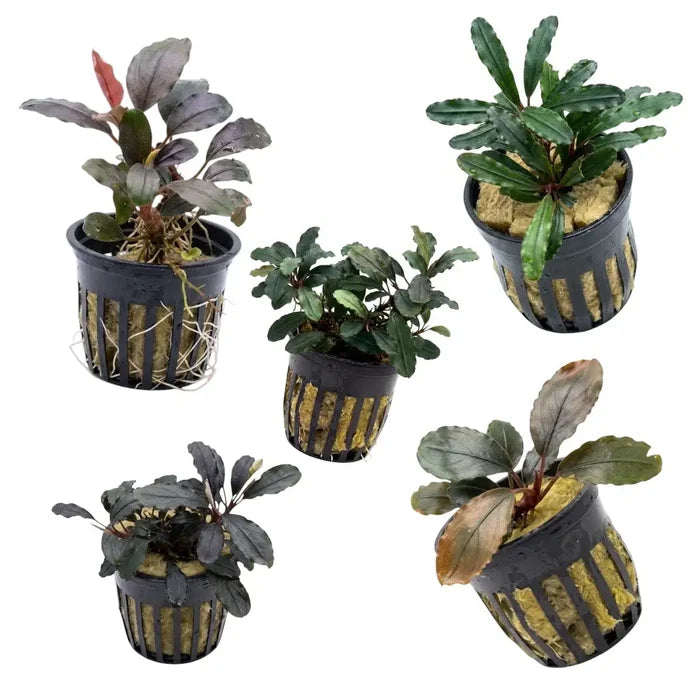 Black plastic plant baskets with vertical slits holding bucephalandra kiroyal aquatic plants in yellow substrate