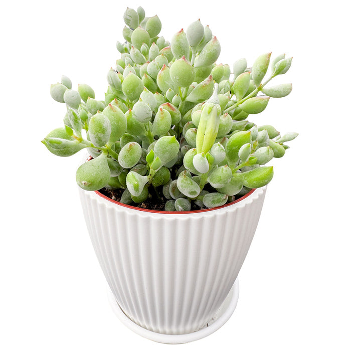 1 Plant / White striped pot
