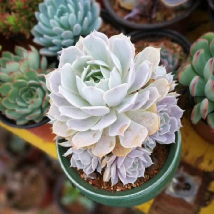 Echeveria 'Lola' (4 inch)