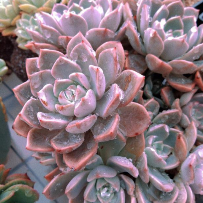 Echeveria Pink Lover (4 inch)
