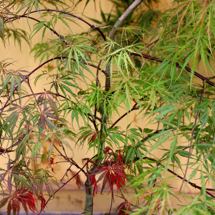 stunning color on Inaba Shidare Japanese Maple