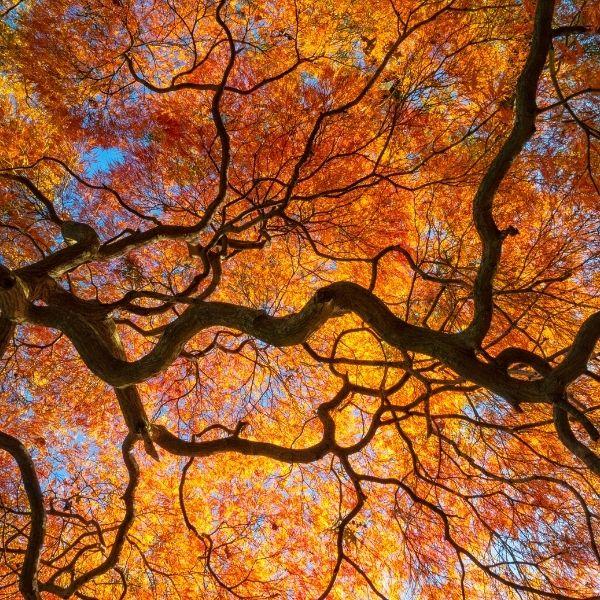 Mature Orangeola Japanese Maple with a layered cascading form, pendulous branching, and rich fall color
