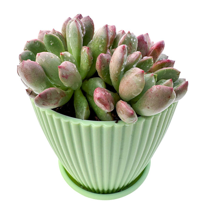 Sedeveria Pink Ruby (4 inch)(Single Head)