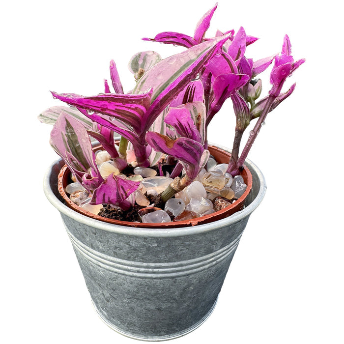 Tradescantia Nanouk / Fantasy Venice (4 inch)