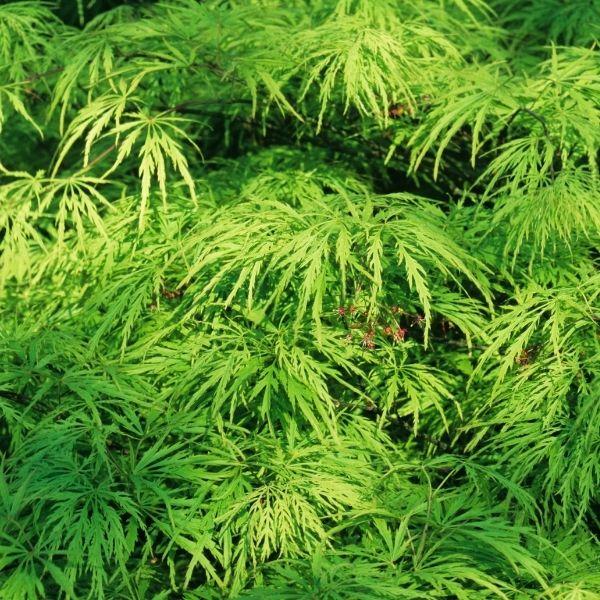 Close-up of Viridis Japanese Maple foliage showing finely cut bright green laceleaf leaves with delicate texture
