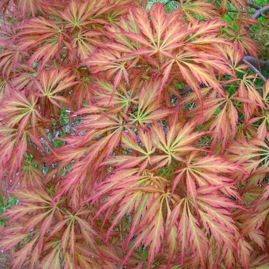 Close-up of Baby Lace Japanese Maple foliage showing finely dissected reddish-orange laceleaf leaves with delicate texture