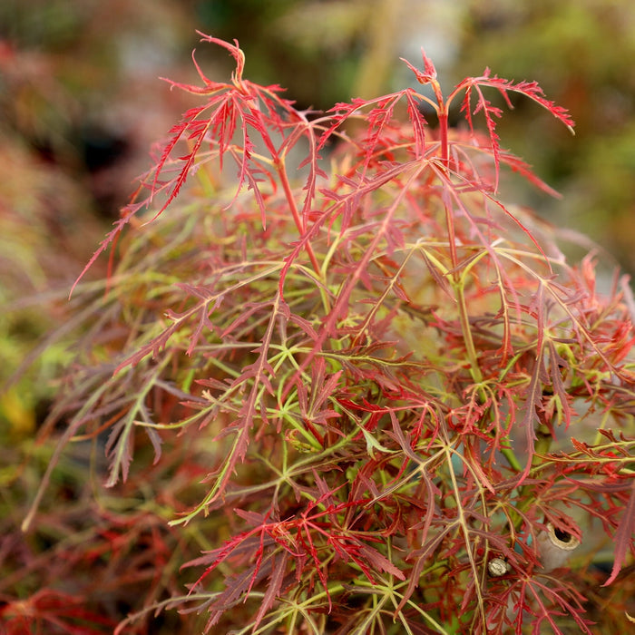 Baby Lace Japanese Maple planted in a raised bed or rock garden with stone and evergreen companions to highlight its compact laceleaf form
