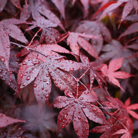 Close-up of Bloodgood Japanese maple foliage, deep red palmate leaves with fine texture; small spring blooms are subtle and not showy.