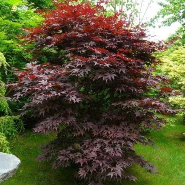 Bloodgood Japanese maple as a specimen tree, burgundy-red canopy and layered branching creating a high-end focal point near an entry bed.