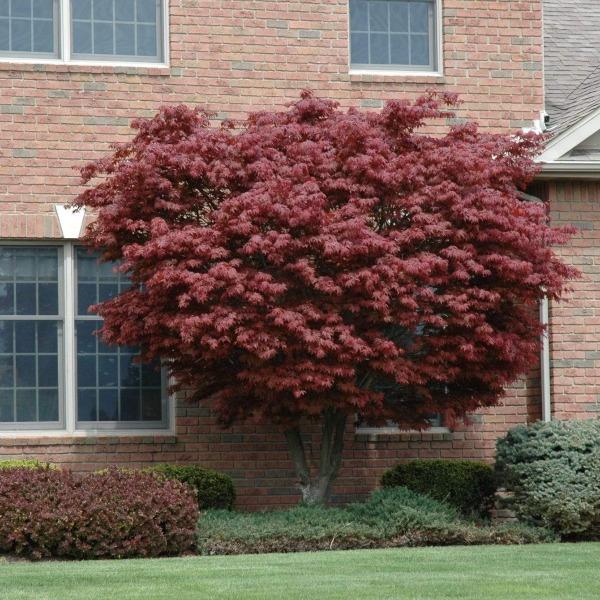 Bloodgood Japanese maple showing rounded form and layered branches, slow-growing to about 12–20 ft tall and 15–20 ft wide.