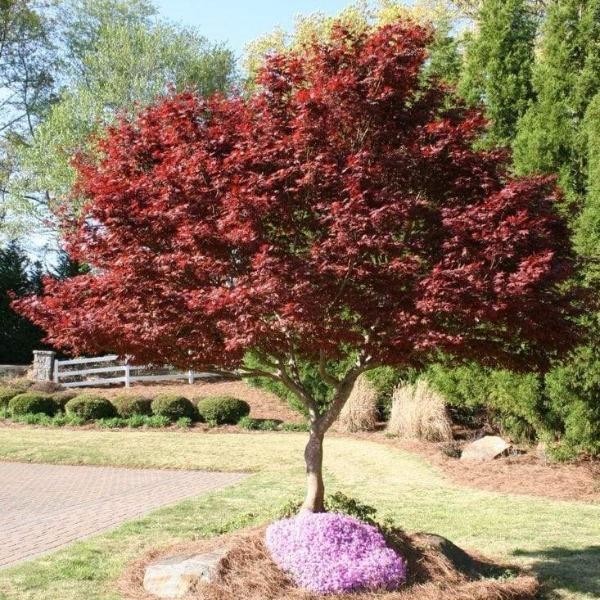 Bloodgood Japanese Maple Tree next to  a paver driveway