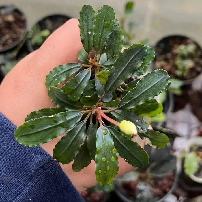 A small vibrant green bucephalandra kiroyal plant with glossy serrated leaves and a single pale yellow bud in a pot