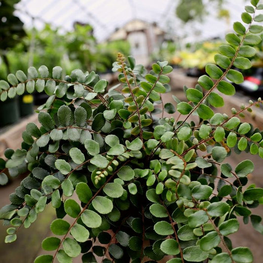 button fern houseplant