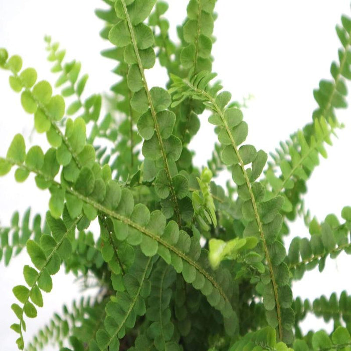 Button Feerns dark green leaves