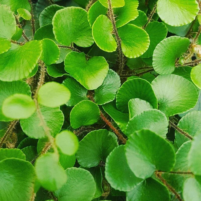 Close-up of the leaflets of Button Fern