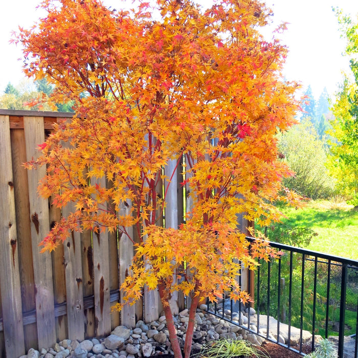 Coral Bark Japanese Maple growing in a landscape bed with upright branching, orange fall foliage, and striking red young stems