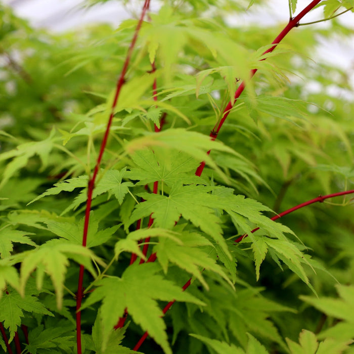 Close-up of Coral Bark Japanese Maple showing coral-red young bark and fresh green leaves with delicate spring detail