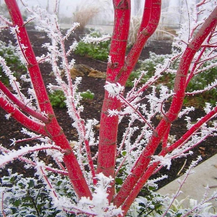Coral Bark Japanese Maple planted as a focal point in a foundation bed with evergreens and contrasting dark mulch for winter bark display