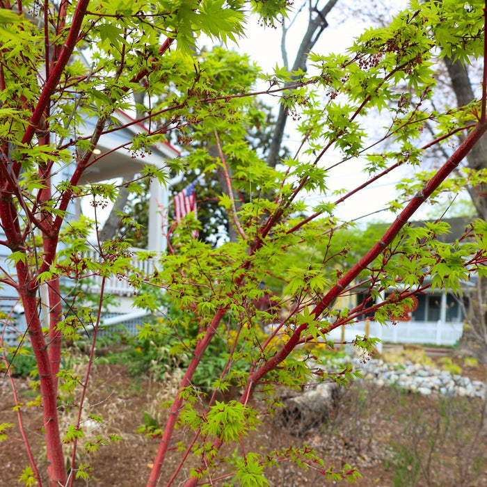 Mature Coral Bark Japanese Maple with an upright vase-shaped form, graceful branching, and bright seasonal color