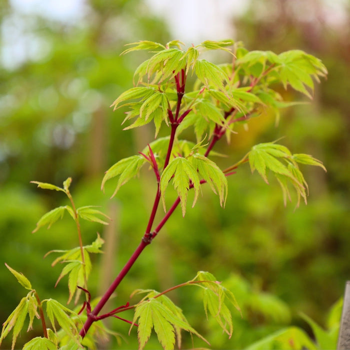 vibrant red stems on coral bark japanese maple tree