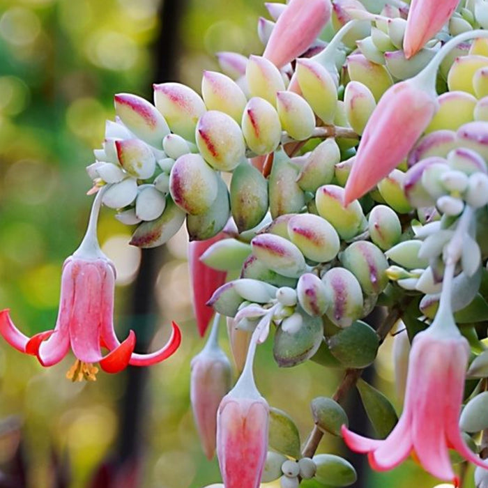 the-flowers-of-cotyledon-pendens