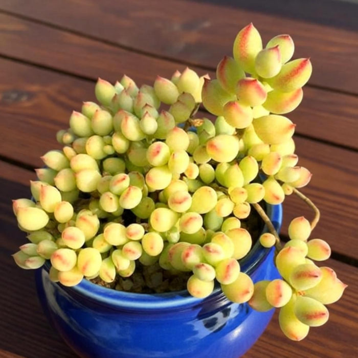 Cotyledon Pendens (4 inch)
