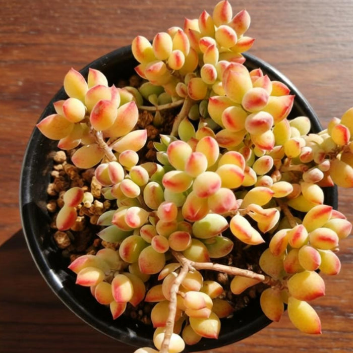 Cotyledon Pendens (4 inch)
