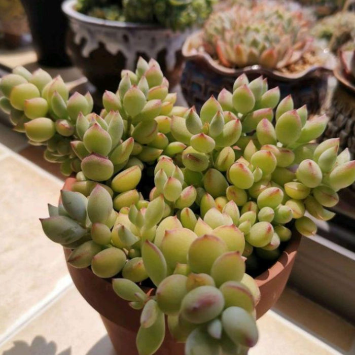 cotyledon-pendens-4-inch