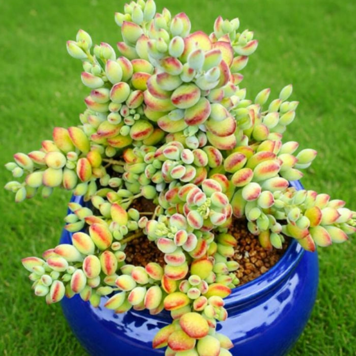 Cotyledon Pendens (4 inch)