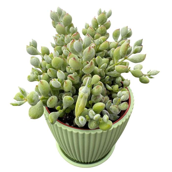 Cotyledon Pendens (4 inch)