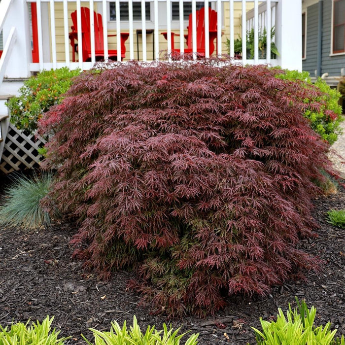 Crimson Queen Japanese Maple with layered arching branches, red laceleaf foliage, and a broad low mounded habit.