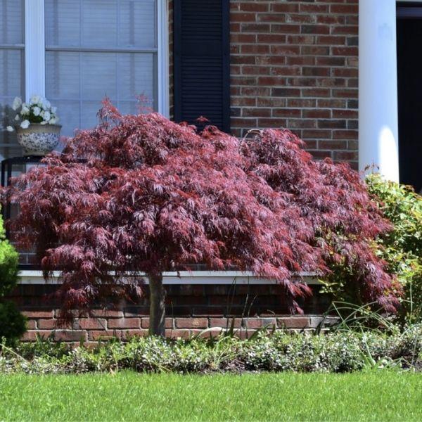 Crimson Queen Japanese Maple featured near a patio with low shrubs and perennials, adding elegant cascading red color.