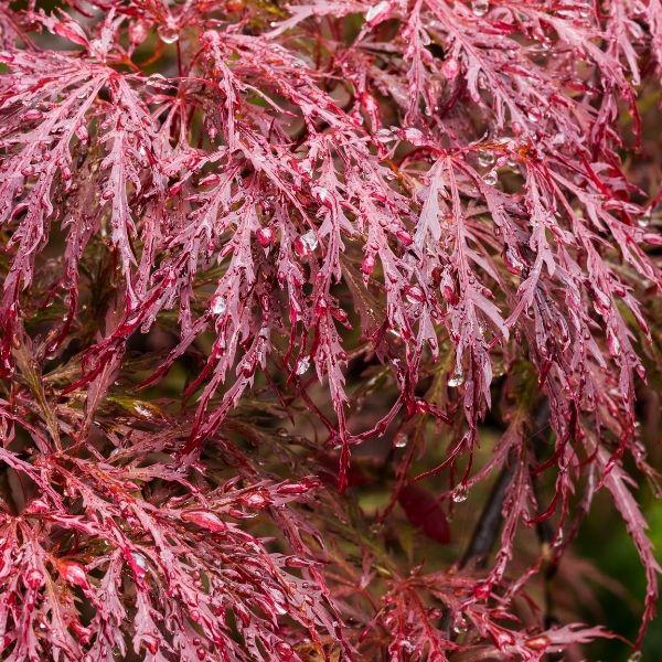 Close-up of Crimson Queen Japanese Maple showing finely dissected crimson foliage with delicate texture.