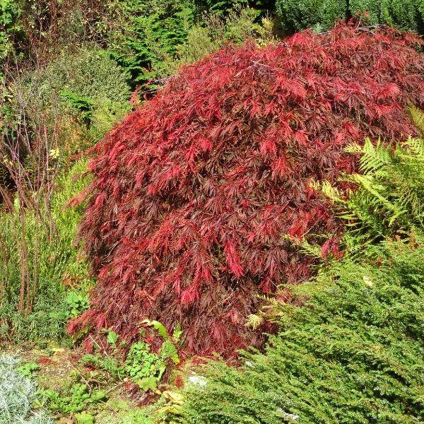 Crimson Queen Japanese Maple growing in a garden bed with cascading burgundy-red laceleaf foliage and a broad weeping canopy.