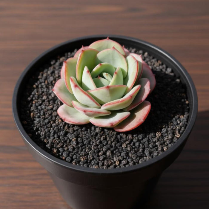 Echeveria 'Atlantis' (4 inch)