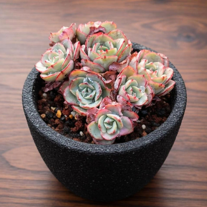 Echeveria 'Atlantis' (4 inch)
