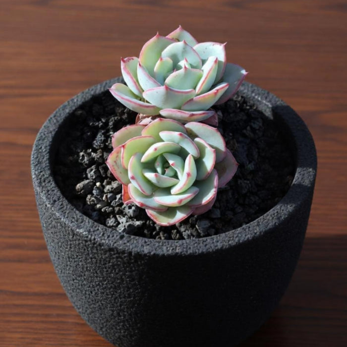 Echeveria 'Atlantis' (4 inch)