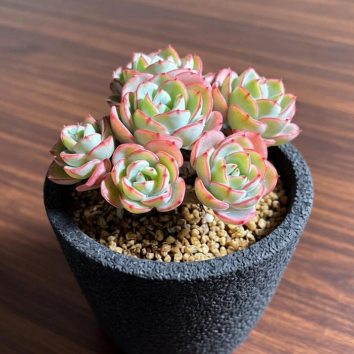 Echeveria 'Atlantis' (4 inch)