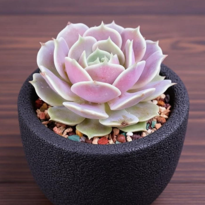 Echeveria 'Lola' (4 inch)