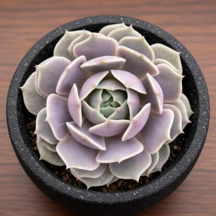 Echeveria 'Lola' (4 inch)