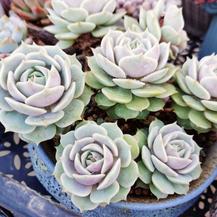 Echeveria 'Lola' (4 inch)