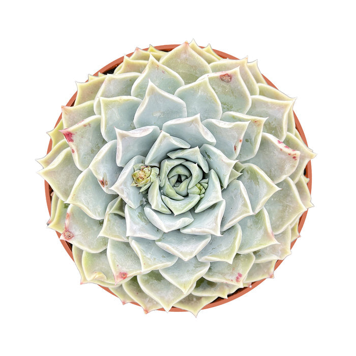 Echeveria Pink Lover (4 inch)