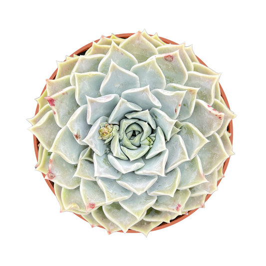 Echeveria Pink Lover (4 inch)