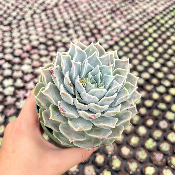 Echeveria Pink Lover (4 inch)