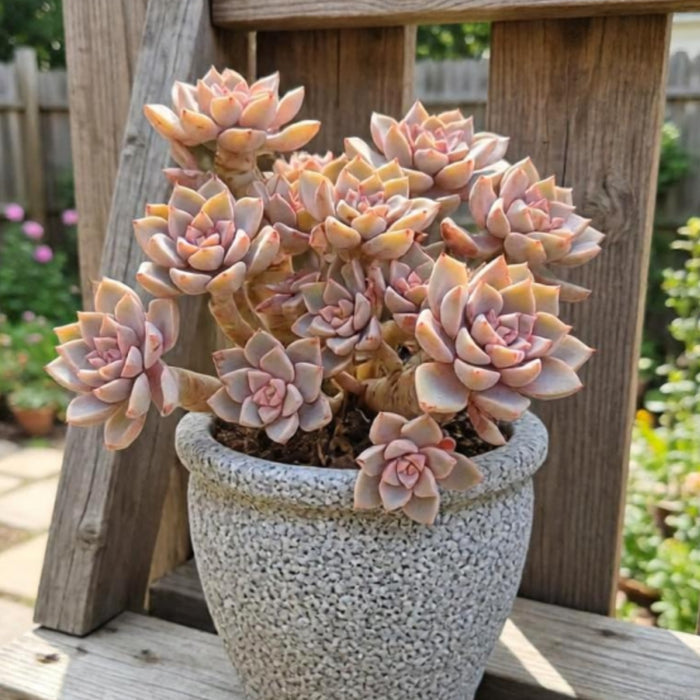 Echeveria Pink Lover (4 inch)