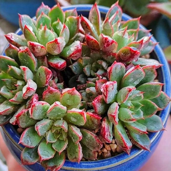 Echeveria The Next Gardener Firework (4 inch)