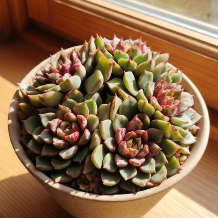 Echeveria The Next Gardener Firework (4 inch)