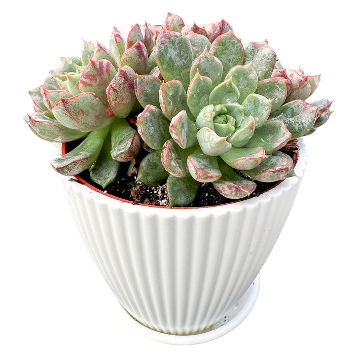 Echeveria The Next Gardener Firework (4 inch)