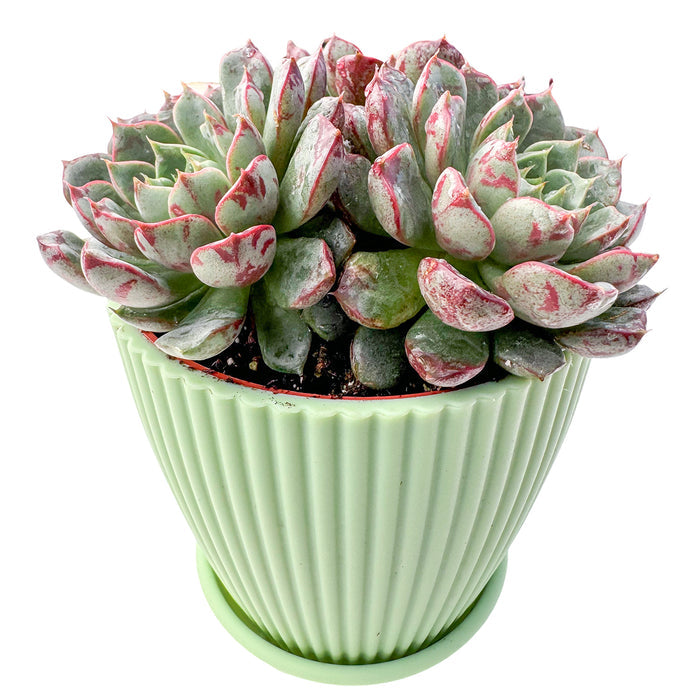 Echeveria The Next Gardener Firework (4 inch)